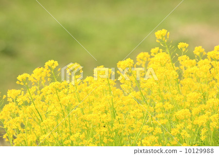 強姦開花 10129988