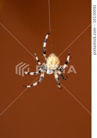 spider spider 10130092