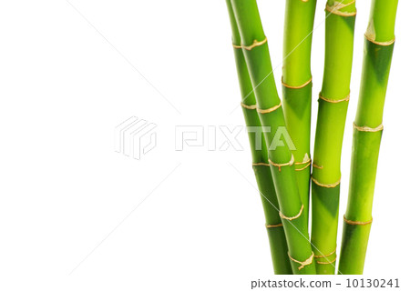 bamboo 10130241
