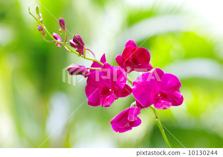 orchid 10130244