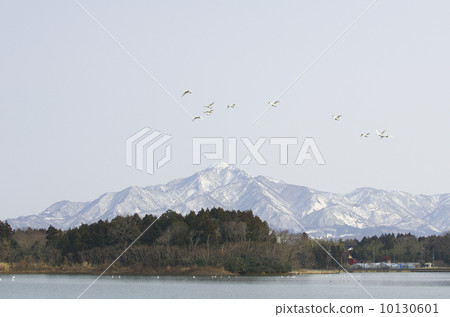 Yoneyama，Asahi Pond和Swan 10130601