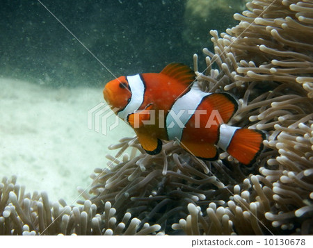 Paya Island 10130678