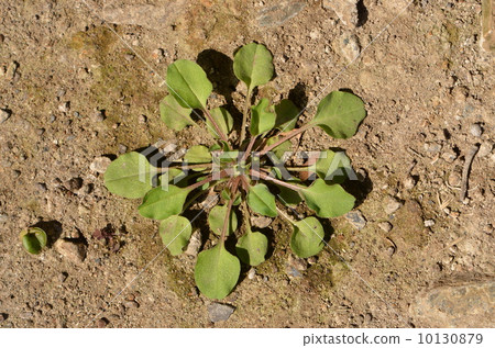 玫瑰花〜cucumbersa~ 10130879