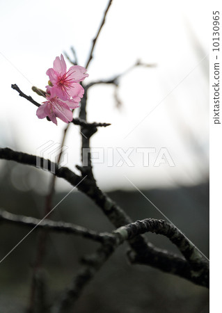 Cherry blossoms 10130965