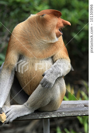 Monza monkey 10130966