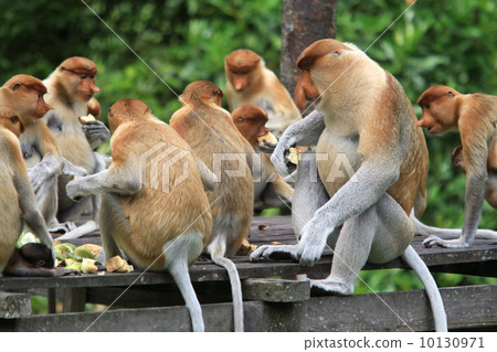 Monza monkey 10130971