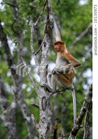 Monza monkey Monza monkey 10130973