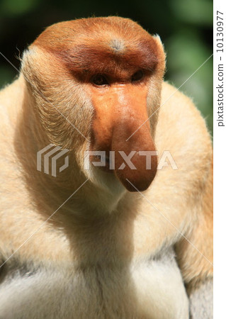 Monza monkey 10130977