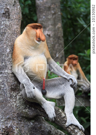 Monza monkey 10130982
