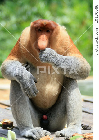 Monza monkey 10130986