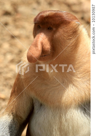 Monza monkey Monza monkey 10130987