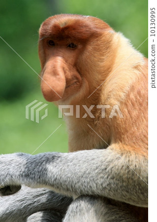 Monza monkey Monza monkey 10130995