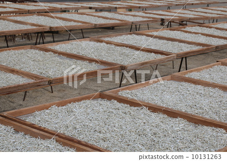 Sun dried sun 10131263