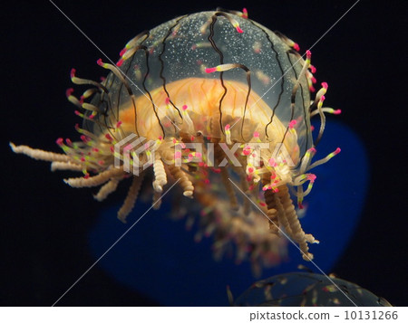 Hanagasa jellyfish at the Osaka Aquarium Hanagasa jellyfish at the Osaka Aquarium 10131266