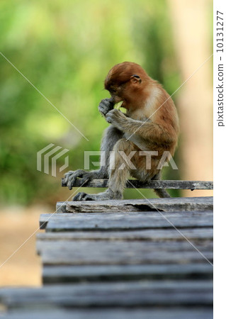 Monza monkey Monza monkey 10131277