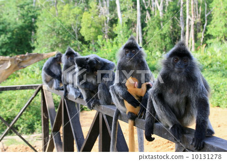 Silver Reef Monkey 10131278