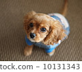 騎士國王查爾斯獵犬小狗 10131343