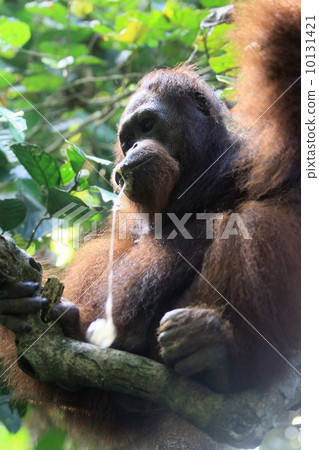 Orangutan 10131421