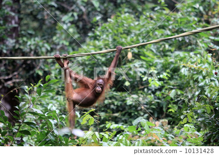 Orangutan 10131428