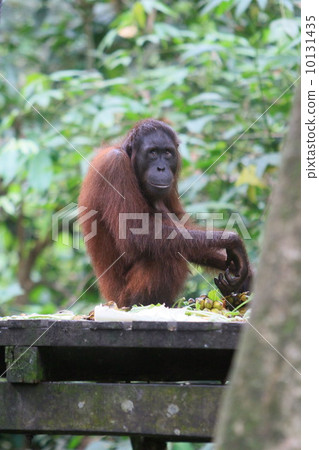 Orangutan 10131435