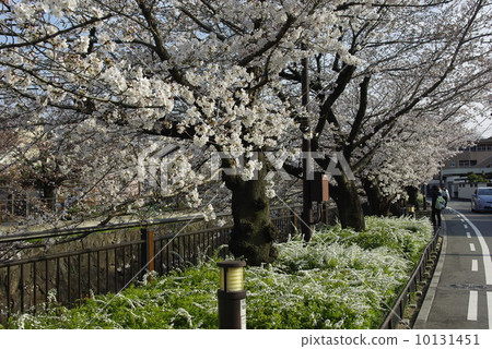 Cherry blossom trees on the Yamazaki River 10131451