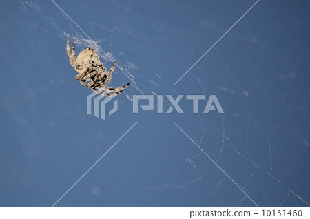 Spider Spider 10131460