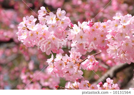 櫻花(金代曙光) 櫻花(金代曙光) 10131564