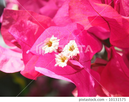 Bougainvillea 10131575