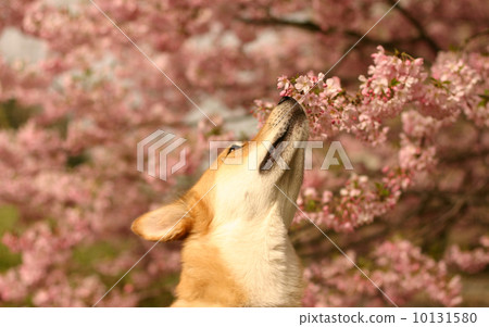 盛開的一棵櫻桃樹和查尋的狗 10131580