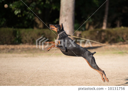 DOUBELMAN跳 10131756