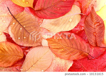 Yellow and red tree leaves with water drops Yellow and red tree leaves with water drops 10131815