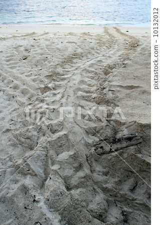 Spawning of sea turtle 10132012