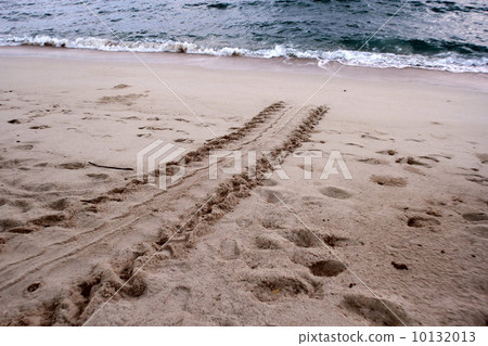 Spawning of sea turtle 10132013