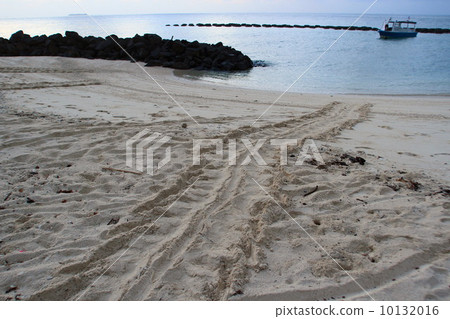 Spawning of sea turtle 10132016