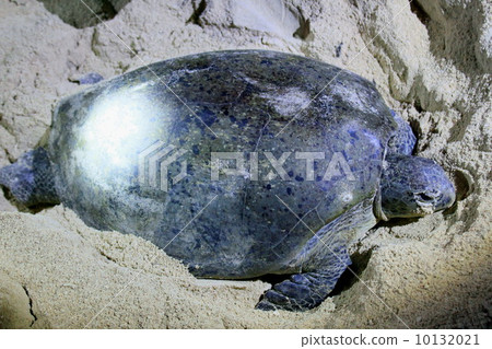 Spawning of sea turtle Spawning of sea turtle 10132021