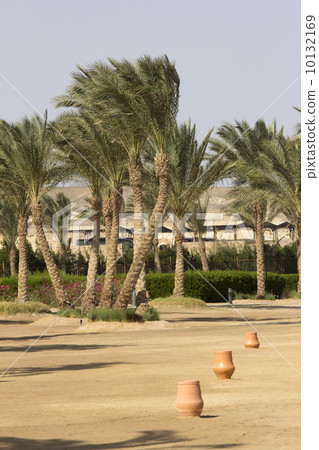 palms in africa 10132169