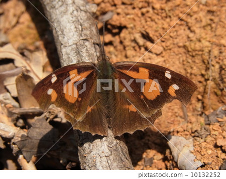 Tenured butterfly Tenured butterfly 10132252