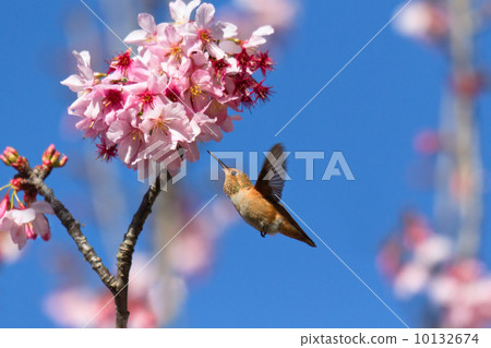 Hummingbird and cherry blossoms 10132674
