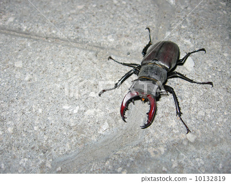 Common stag beetle 10132819