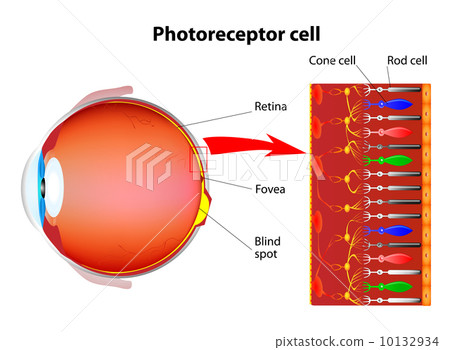 Photoreceptor cells in the retina of the eye Photoreceptor cells in the retina of the eye 10132934