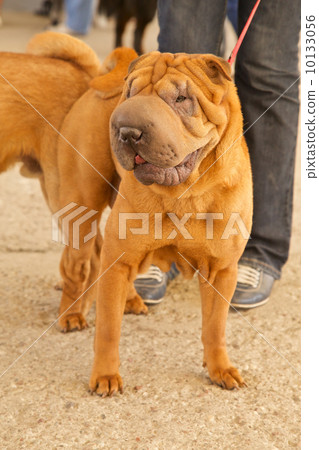 young sharpei 10133056