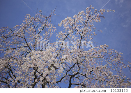 櫻花 10133153