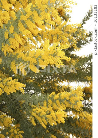 Ginkgo Akashiya 01 Ginkgo Akashiya 01 10133182