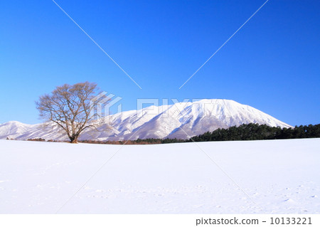 Koiwai農場和岩手山的一棵櫻花樹 10133221