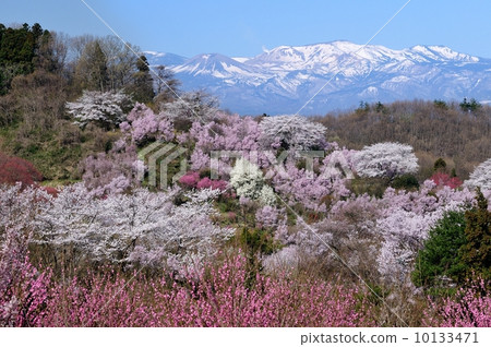 Hanamiyama and Azuma Fuji 10133471