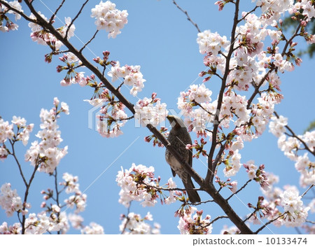 Brown-eared bulbul which flew into cherry blossom and honey 10133474