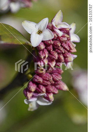 Jingzhou (sinking flower) Jingzhou (sinking flower) 10133787