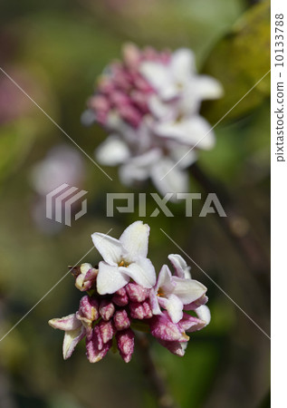 Jingzhou (sinking flower) Jingzhou (sinking flower) 10133788