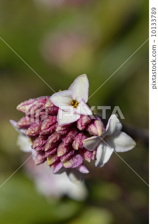 荊州(下沉花) 荊州(下沉花) 10133789