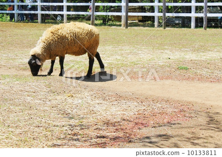 謝菲爾德（薩福克郡） 10133811